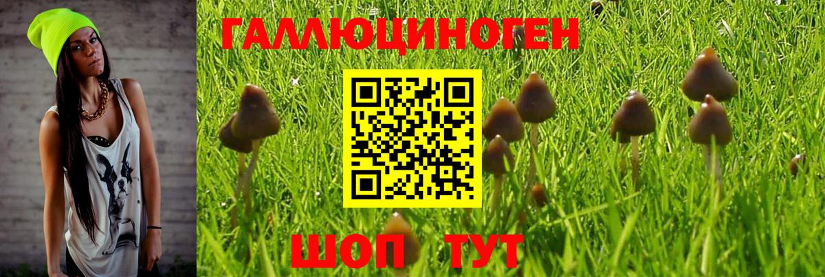 Псилоцибиновые грибы GOLDEN TEACHER Аша